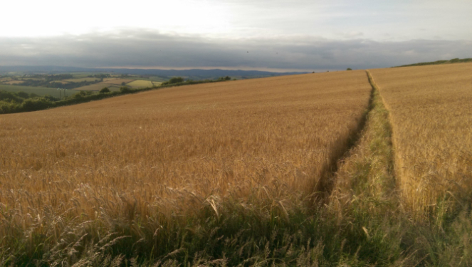 Raleigh Estate Farming