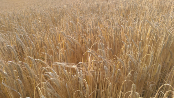 Raleigh Estate Farming
