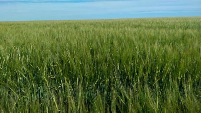 Raleigh Estate Farming