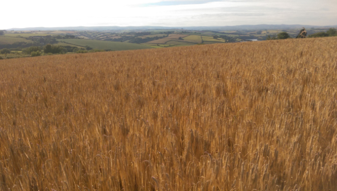 Raleigh Estate Farming