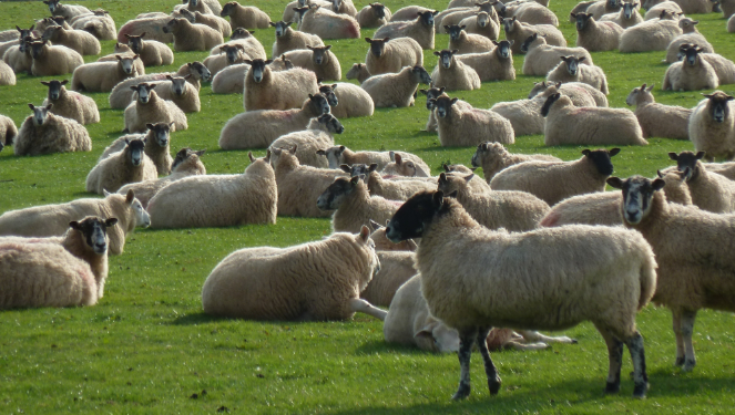 Raleigh Estate Farming