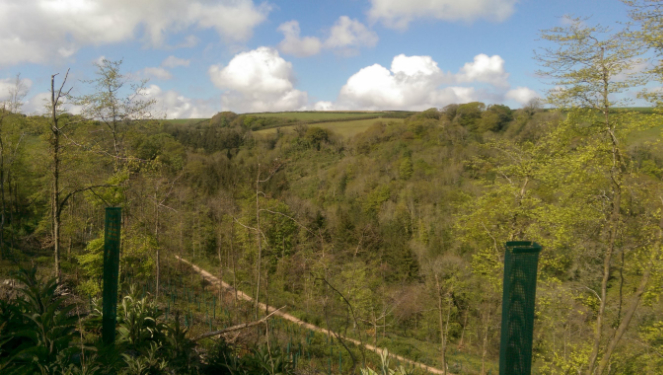 Raleigh Estate Woodland