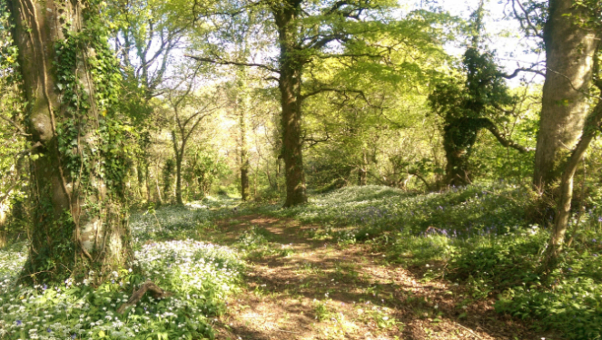 Raleigh Estate Woodland