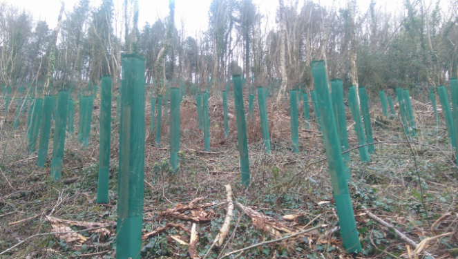 Raleigh Estate Woodland